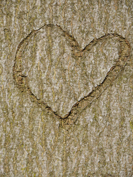 心雕在树干上图片下载