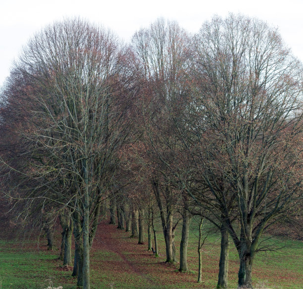 法纳姆公园的树木排成一行图片下载