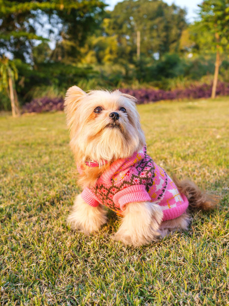 可爱的狗抬头看图片下载