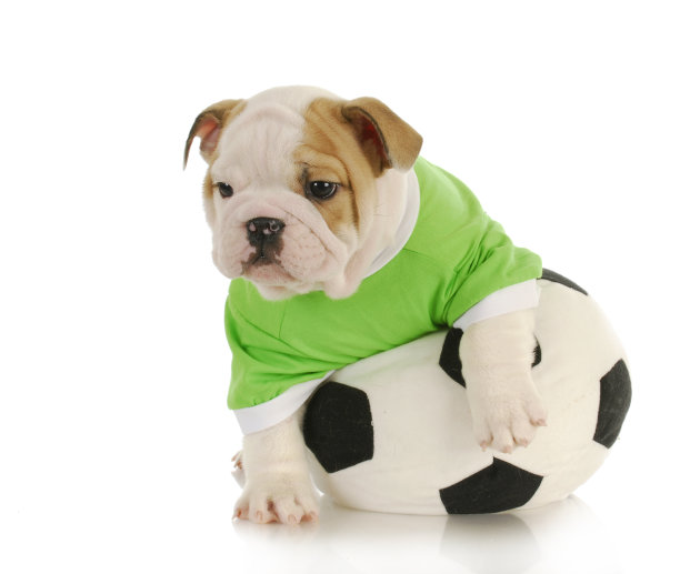 小狗的足球运动员图片下载