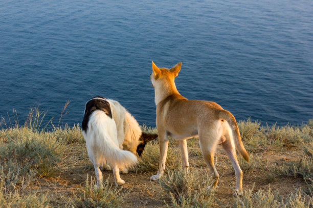 浪漫和务实图片下载
