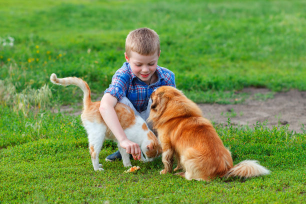 男孩喂养无家可归的猫和红发流浪狗图片下载