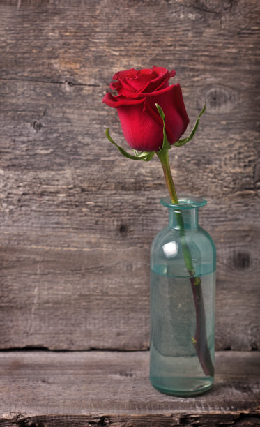 红玫瑰图片下载