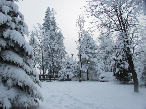 冬季森林图片下载