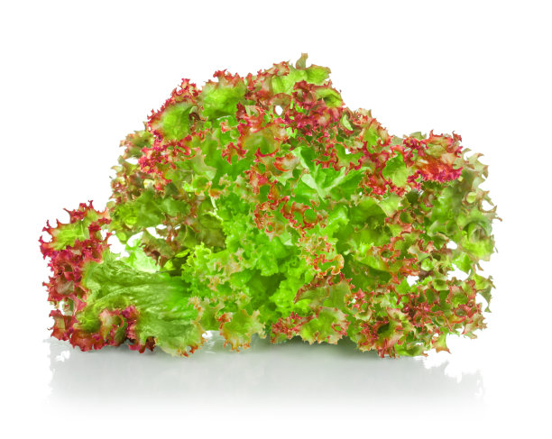 一束绿色的带红色管道的莴苣图片下载