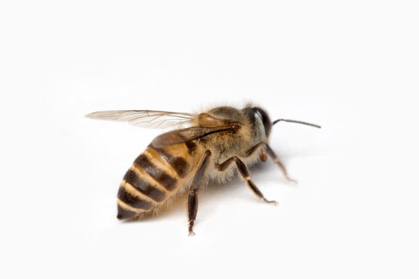 白色背景中的蜜蜂。图片下载