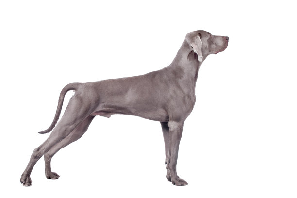 威玛猎犬孤立在白色上图片下载