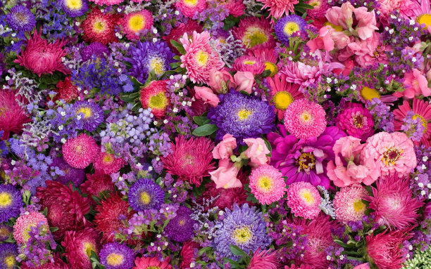 花朵特写镜头图片下载