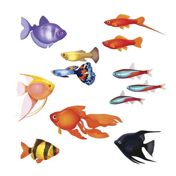 一组观赏鱼。现实和童话般的水下人物。图片下载