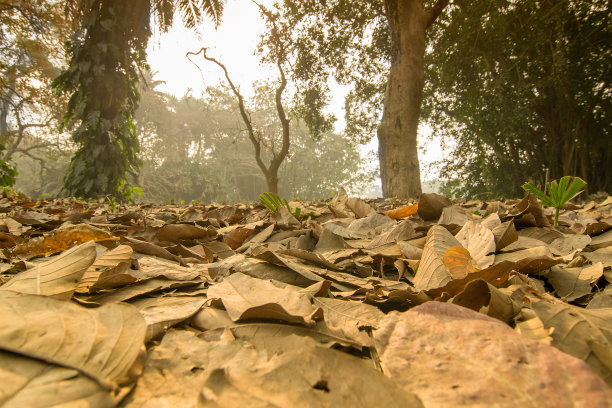 地上枯叶，冬天的景象图片下载