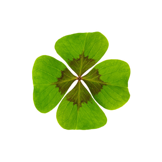 三叶草-幸福素材图片