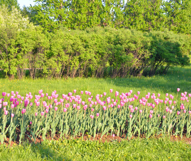 公园在春天。图片下载