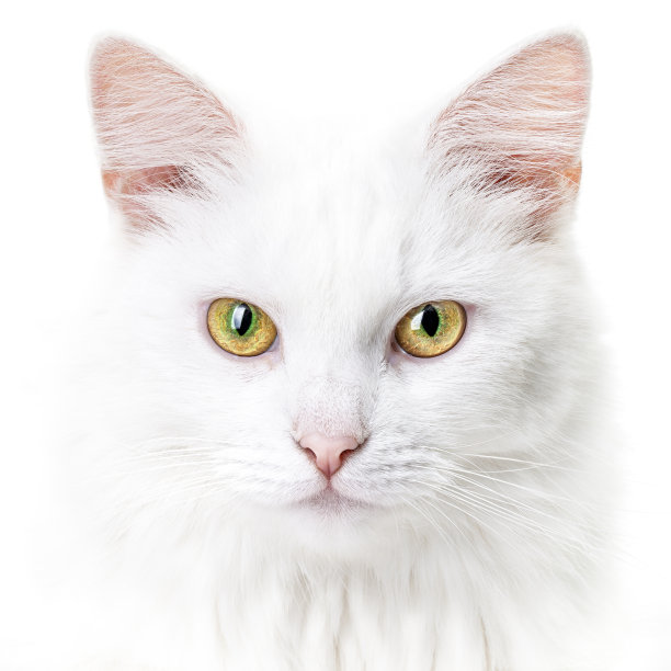 一只年轻的白猫的肖像图片下载