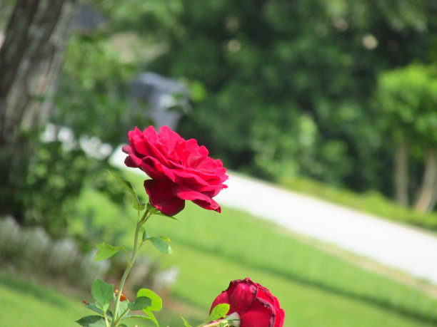 红玫瑰图片下载