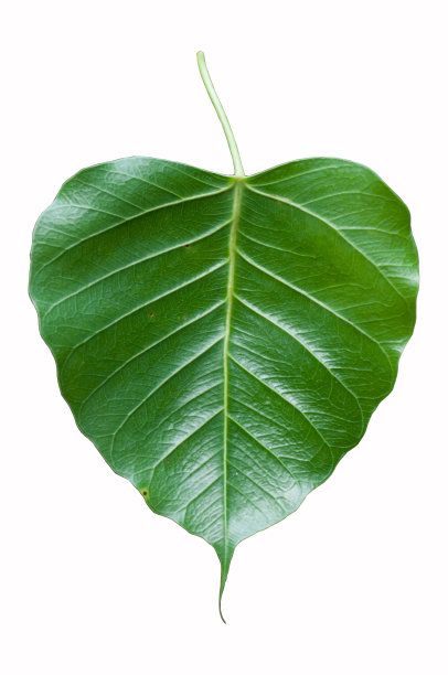 菲库斯·雷利吉奥萨·林恩图片下载