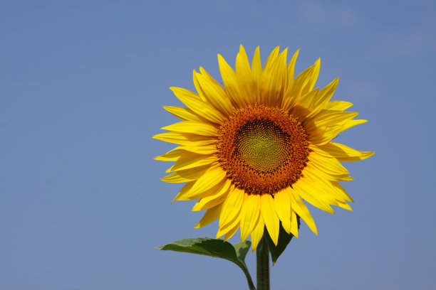 向日葵图片下载