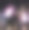 焰火素材图片