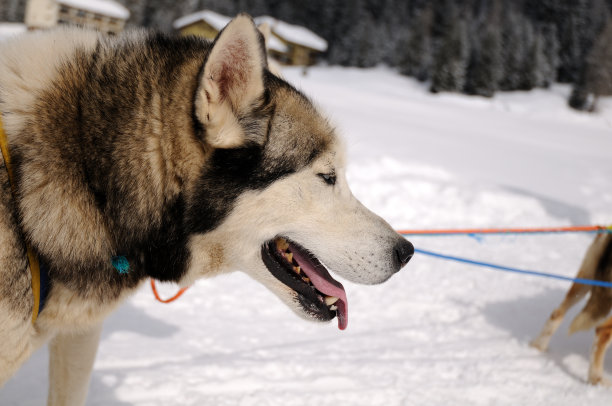 沙哑的图片下载
