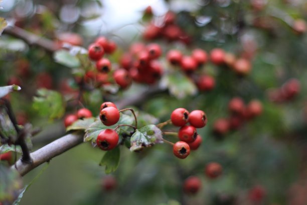 红色浆果图片下载