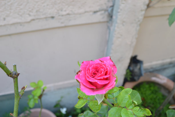 罗萨莱斯图片下载