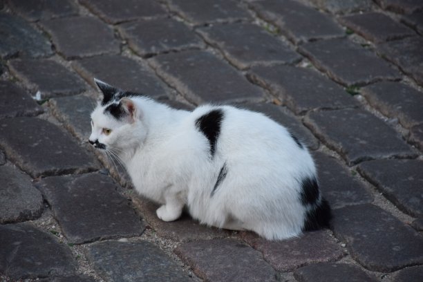 黑白猫图片下载