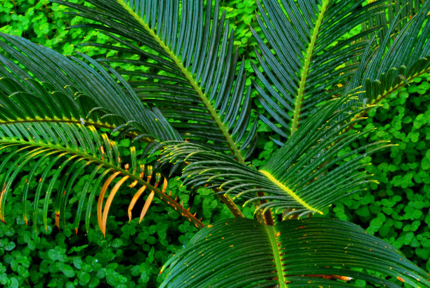 蕨类和三叶草图片下载