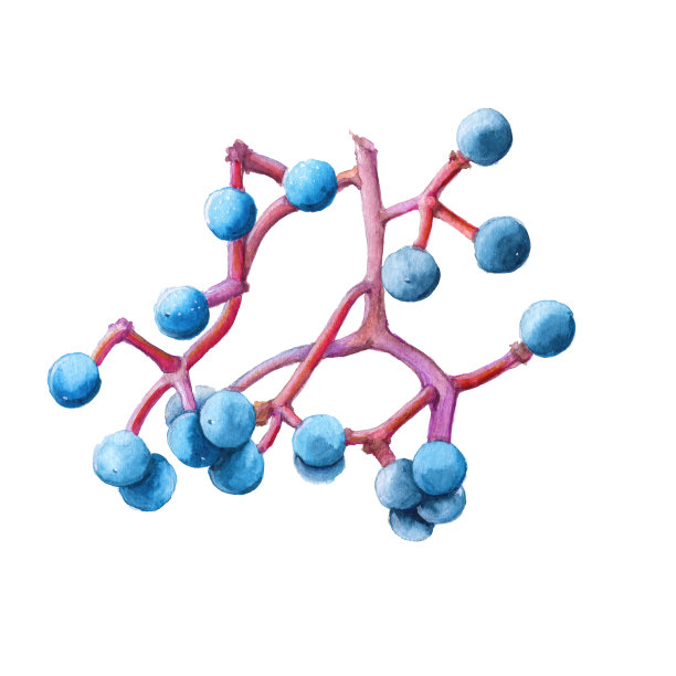 野葡萄的分枝。孤立在白色背景上。图片下载