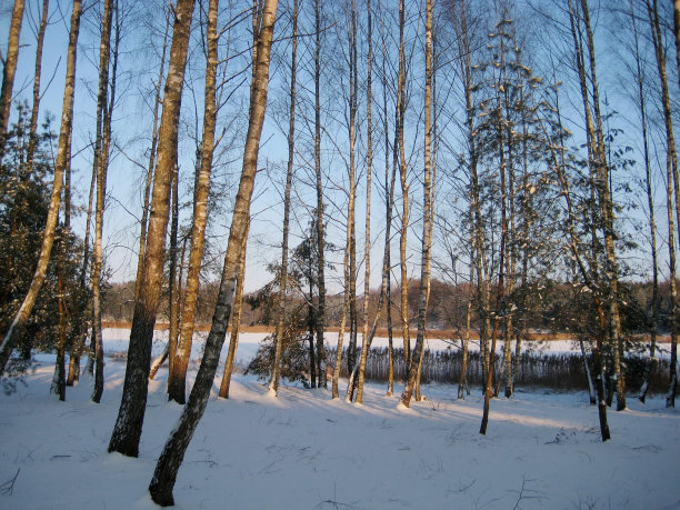 照片与冬天的风景背景湖在树林图片下载