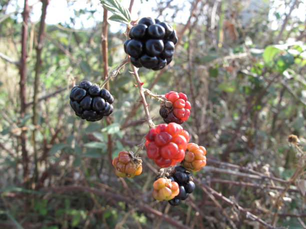 自然黑莓图片下载