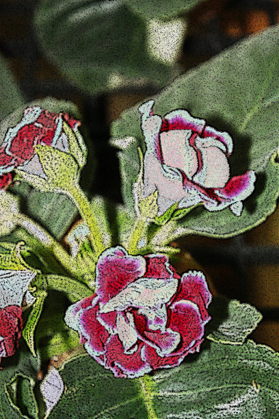 铅笔画花图片下载