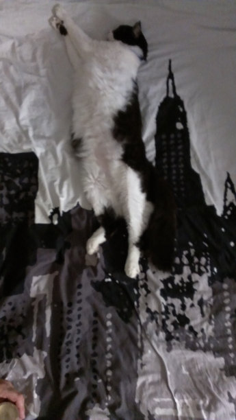 可爱的猫塔图片下载