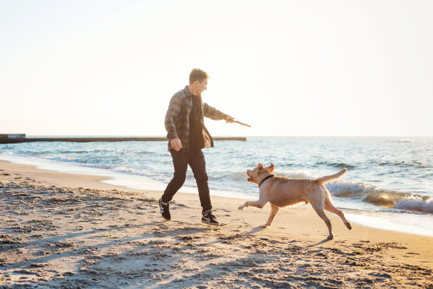 年轻的白人男性在海滩上和拉布拉多犬玩耍图片下载