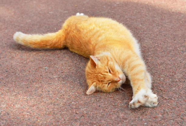 姜猫伸展(专注于脸部)图片下载