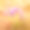 早春的野雀花。鲜花Pulsatill图片下载