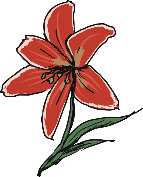 红百合图片下载