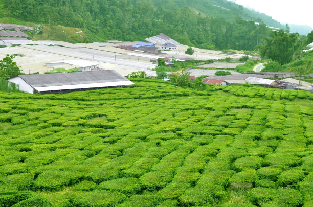 卡梅隆高地-茶园图片下载