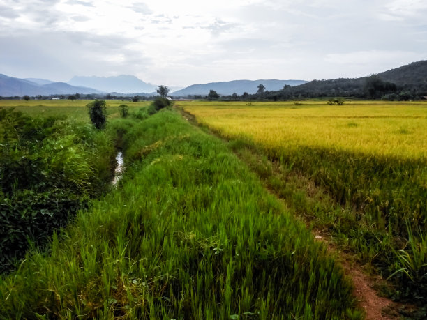泰国的稻田图片下载