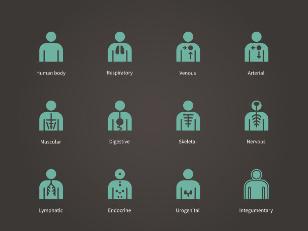 解剖学人体系统图标设置图片下载