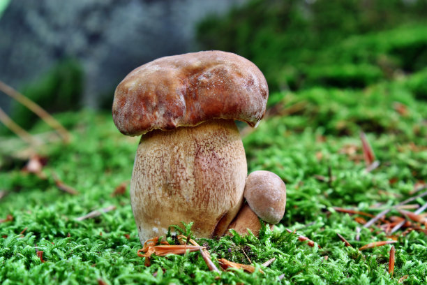 蘑菇牛肝菌属图片下载