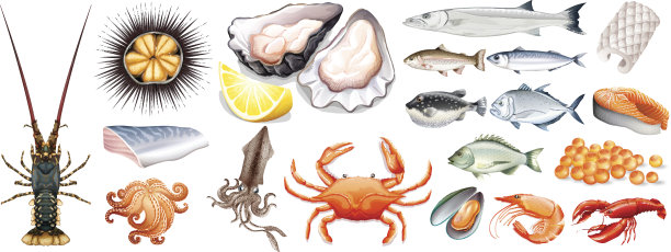 不同种类的海鲜套装图片下载
