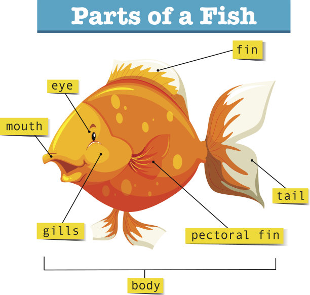 用鱼的各个部分组成的图表图片下载