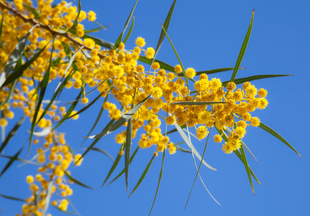 金色金合欢的黄色花朵。金合欢微距照片图片下载