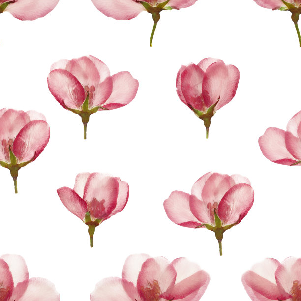 苹果。花型纹理无缝。花背景，照片拼贴图片下载