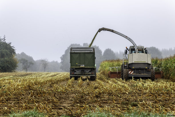 在玉米地里收获图片下载