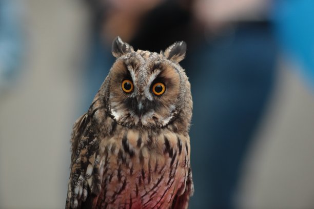 猫头鹰图片下载