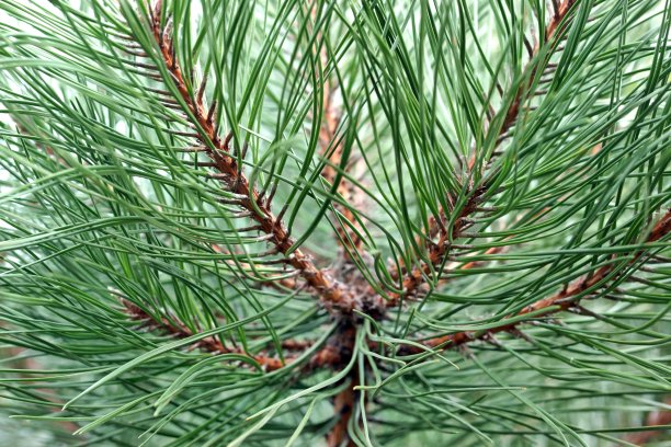 松树枝图片下载