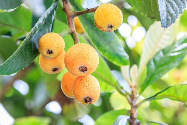 树上结着成熟的枇杷图片下载