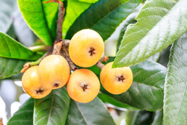 树上结着成熟的枇杷图片下载