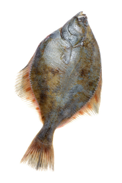 挣扎在白色背景(大比目鱼)图片下载