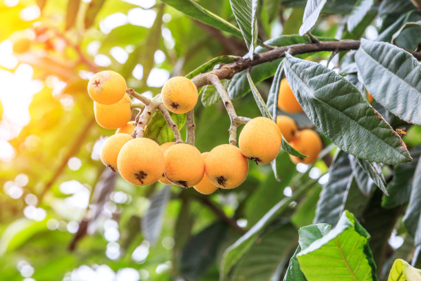 树上结着成熟的枇杷图片下载
